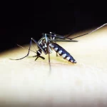 Safety Tips on Dengue
