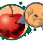 Foodborne Diseases: Types, Symptoms, Causes & Prevention