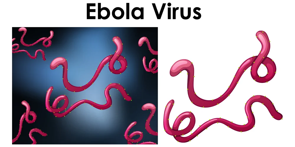 Ebola Virus: Types, Symptoms, Causes & Remedies